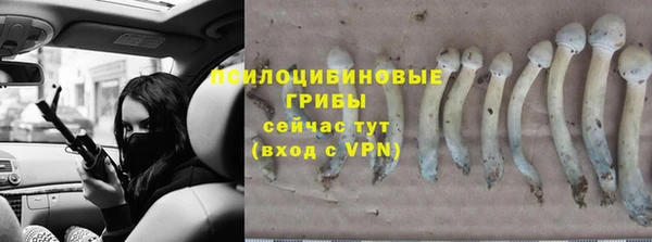 трава Корсаков